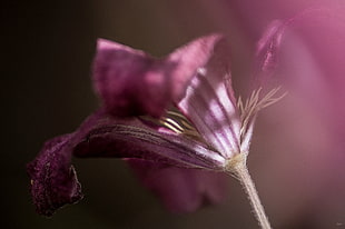 depth of field photography of purple petaled flower