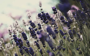 Flowers,  Grass,  Meadow,  Light HD wallpaper