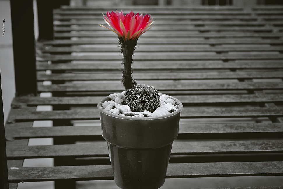 selective color photography of half bloom red petaled flower cactus plant HD wallpaper