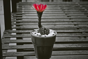 selective color photography of half bloom red petaled flower cactus plant