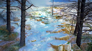 bare-tree, Mammoth Hot Springs, Yellowstone National Park, nature HD wallpaper