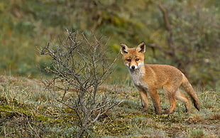 Fox on the green grass