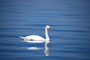 white Swan HD wallpaper