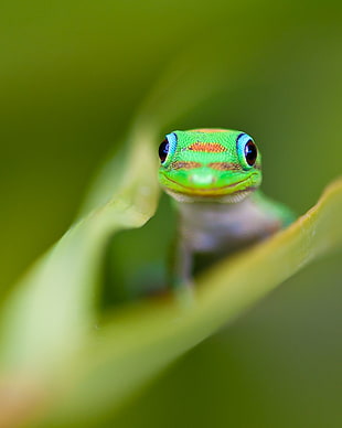 close up photography of green lizard on top of green leaf, gekko