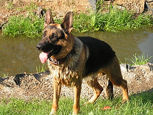 adult German Shepherd dog near the body of water