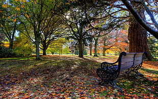 brown wooden park bench beside trees