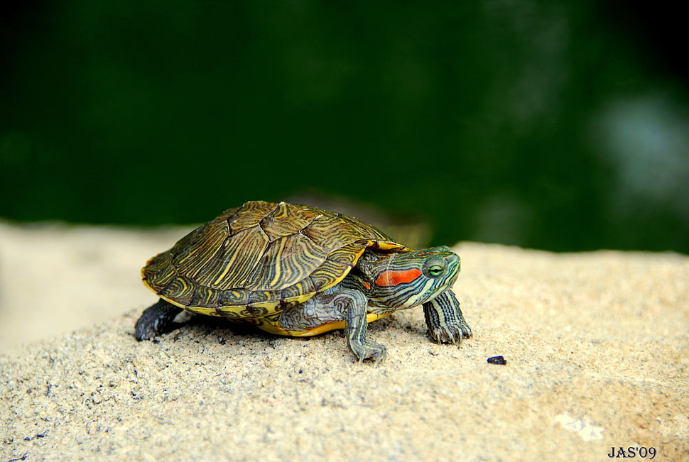 red-eye slider turtle HD wallpaper