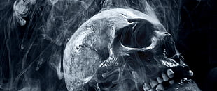 human skull, skull, 3D HD wallpaper