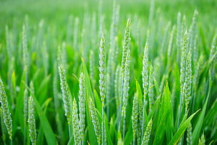close-up photo of green grass during daytime HD wallpaper