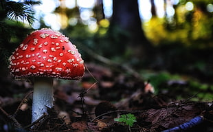 red and gray mushroom on forest photography