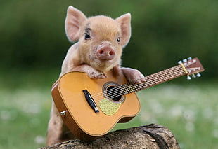 pig standing on guitar