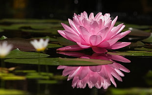pink waterlily, nature, lotus flowers HD wallpaper