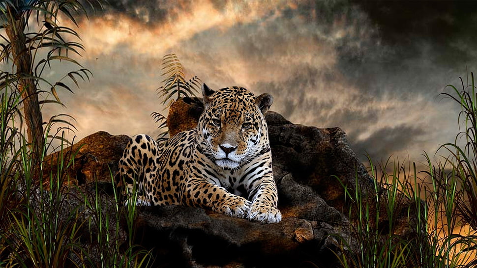 leopard sitting forest HD wallpaper