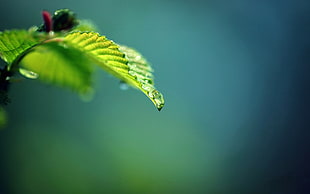 green plant leaves HD wallpaper