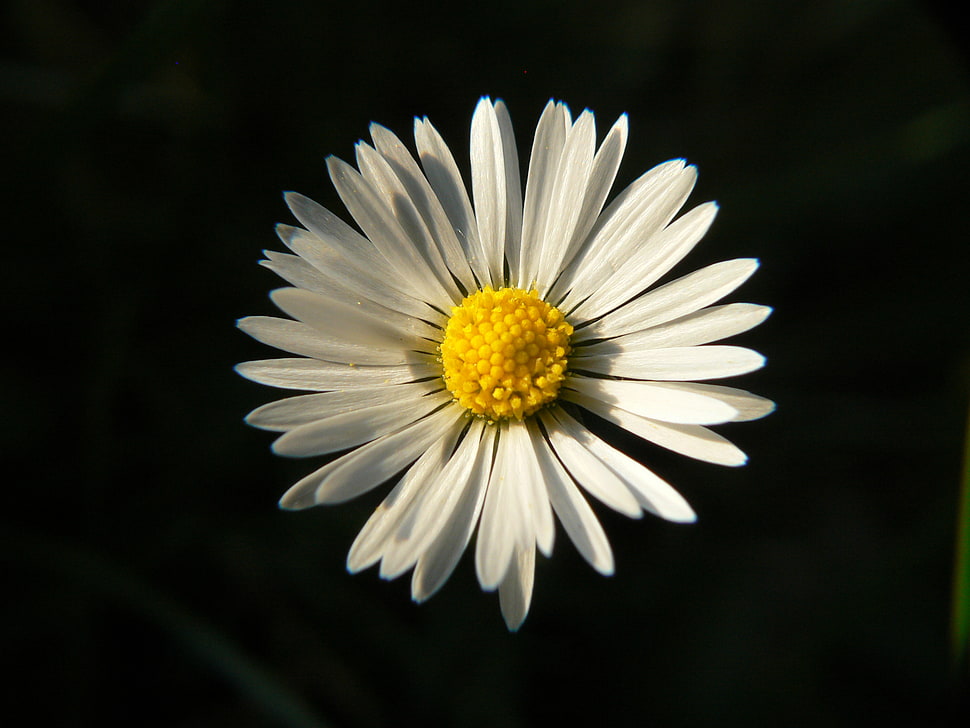 photography of white daisy, tiny HD wallpaper