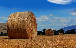 hay stock on dried grass field HD wallpaper