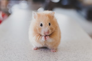 closeup photo of yellow hamster
