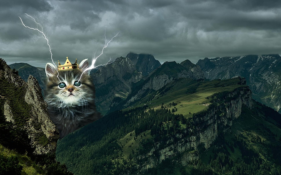 gray tabby kitten illustration, cat HD wallpaper
