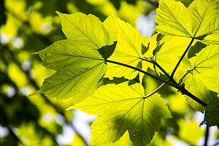 closeup photo green Maple leaf