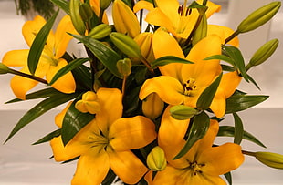 closeup photo of yellow petaled flower