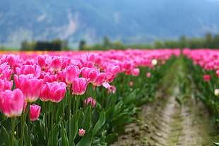 pink Tulip flower field in bloom during daytime