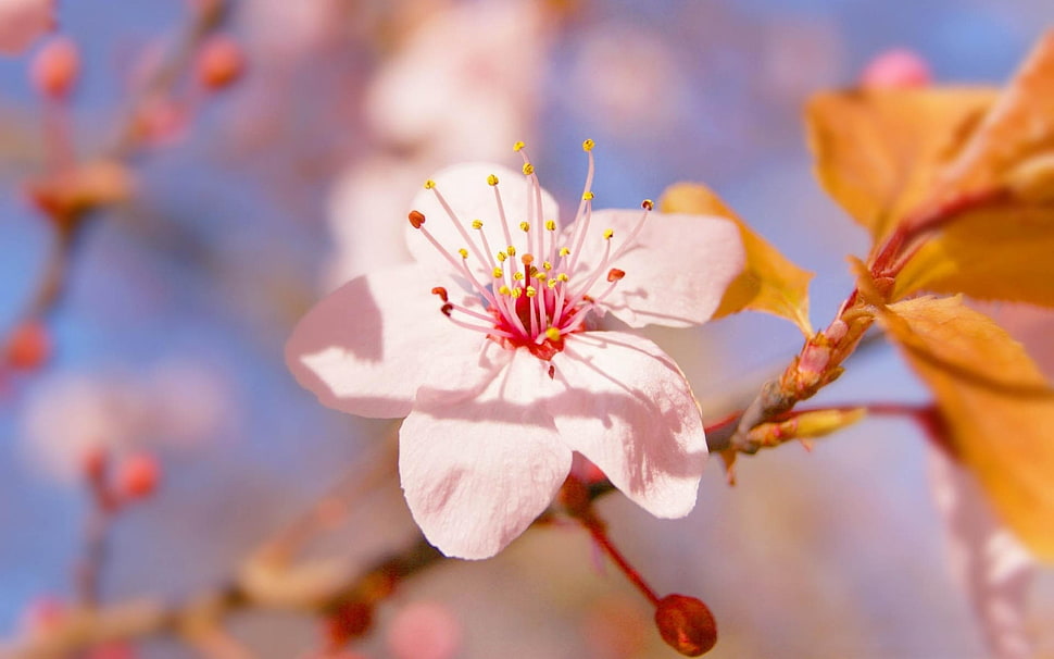 selective focus photography of white cherry blossom HD wallpaper