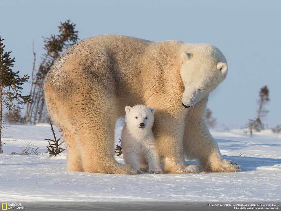 white Polar bear, polar bears, animals, snow, baby animals HD wallpaper