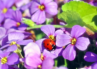 Lady bug on purple petaled flower