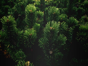 pine needle lot, plants, branch, nature, pine trees