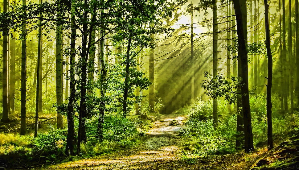 nature, forest, trees, grass HD wallpaper