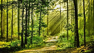 nature, forest, trees, grass