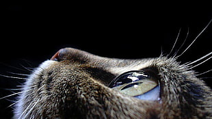 selective focus photograph of cat, closeup, cat, eyes, animals