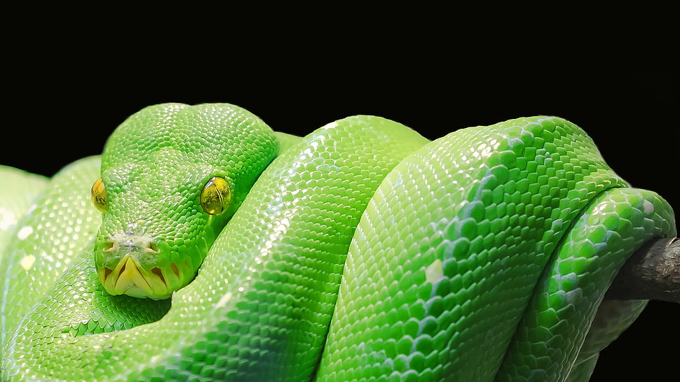 green snake close up photo HD wallpaper