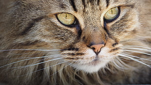 brown fur cat in close-up photo HD wallpaper
