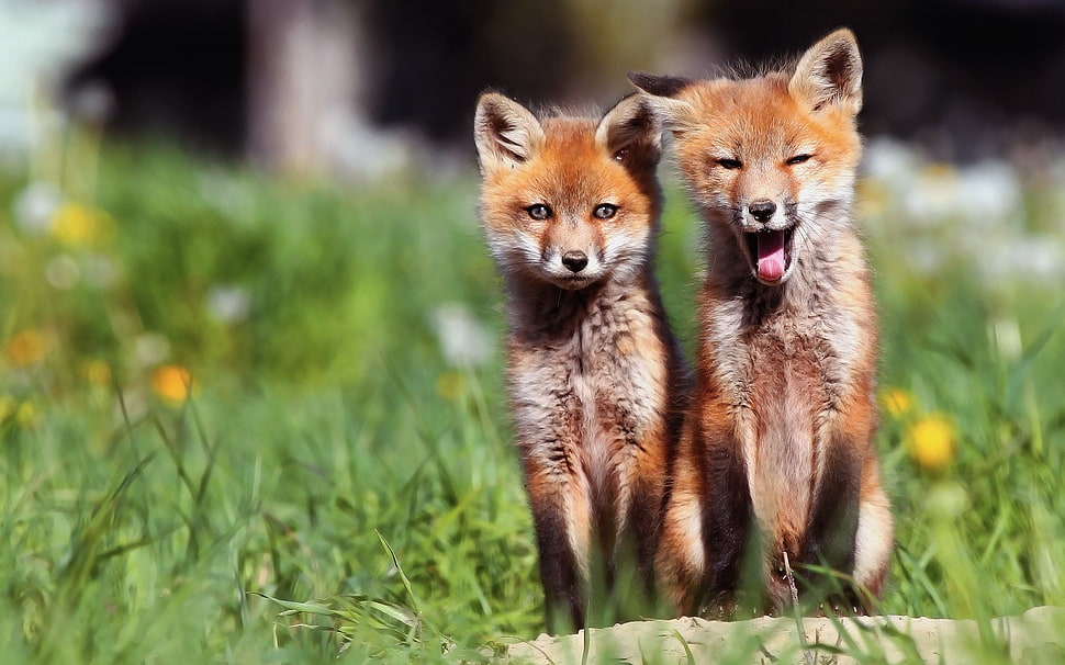 two brown coyote standing on grass HD wallpaper