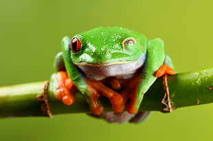 green and orange frog on stick