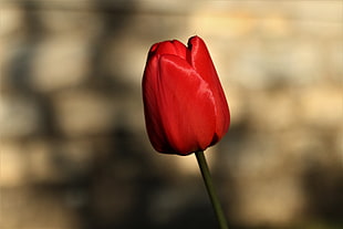 selective photography of red petaled flower