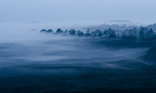 silhouette of trees covered by fog