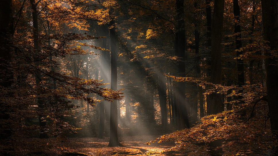 brown trees at daytime HD wallpaper