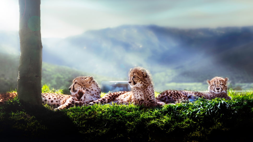 three brown-and-black cheetah cubs, animals, kittens, cheetahs, cheetah HD wallpaper