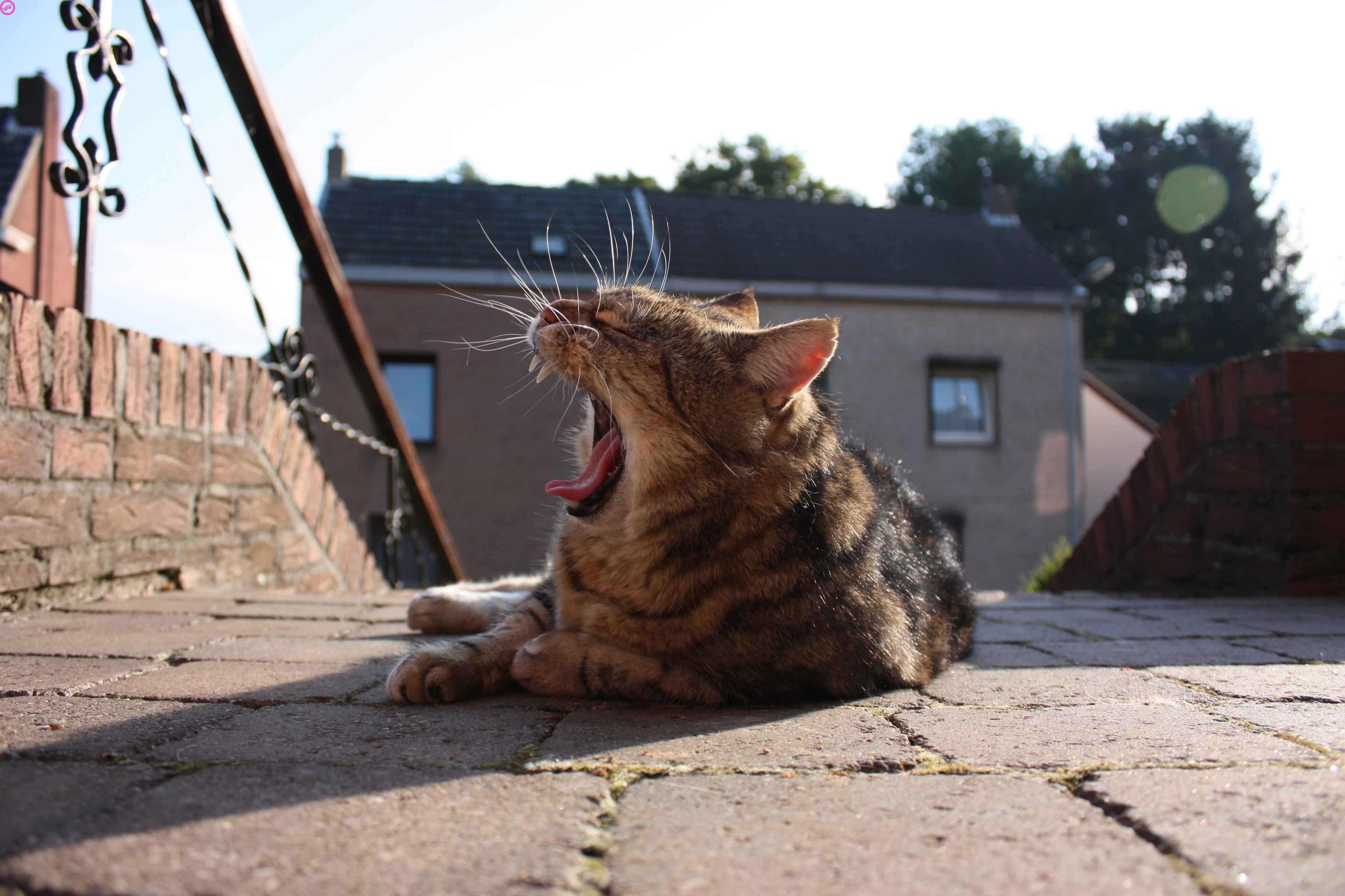 gray tabby kitten, cat, yawning, lying down, animals