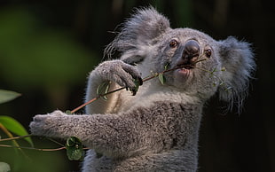 gray Koala on a branch HD wallpaper