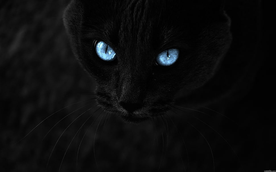 Russian blue cat's eyes HD wallpaper