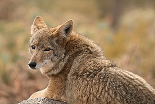 shadow depth of field photograph of wolf