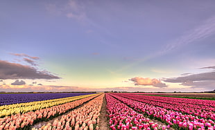 photo of pink, orange, yellow, and purple flower field during daytime HD wallpaper