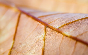 Leaf,  Veins,  Macro HD wallpaper