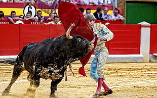 bull and bull fighter