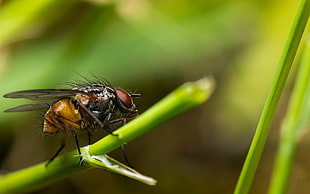 macro photography of horsefly perched on green leaf