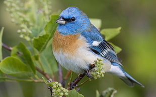 blue and white birdh, animals, birds