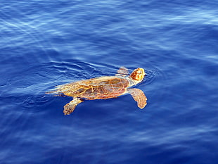 hawks bill turtle in the sea during sunrise, caretta caretta